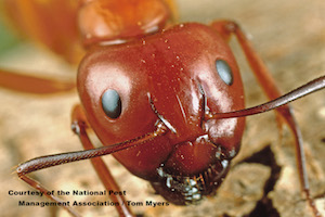 Ant Identification Guides: Ant Control & Extermination