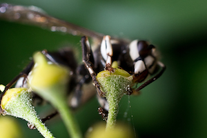 Wasps And Bees: A Guide To Identifying Stinging Insects - PestWorld