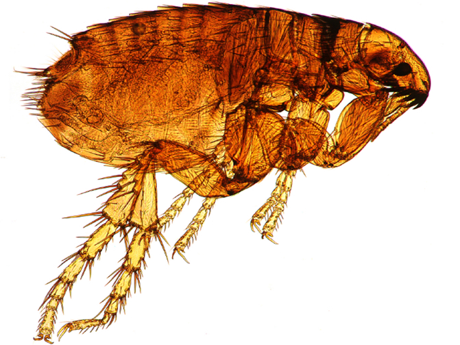 flea allergy dermatitis on humans