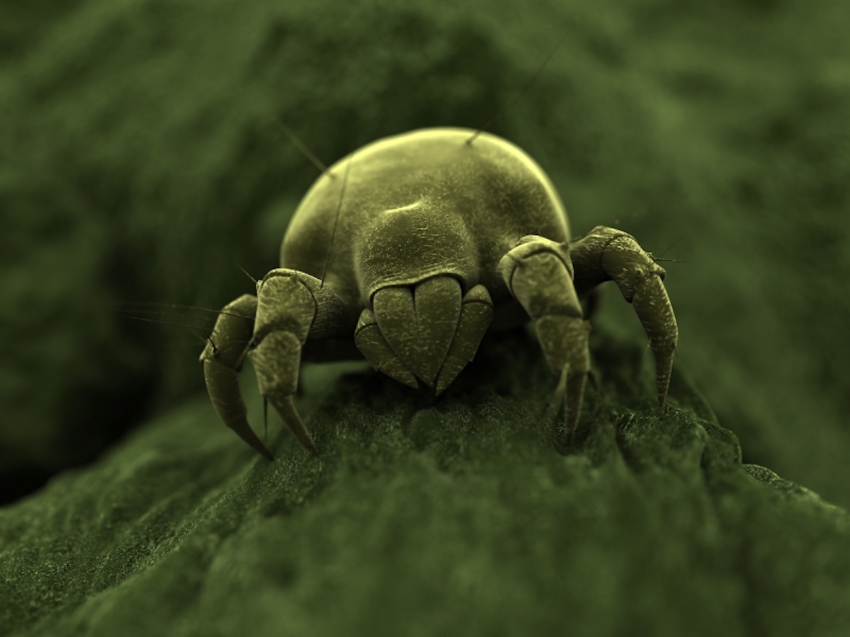 House Dust Mite Pest Control - Management & Information