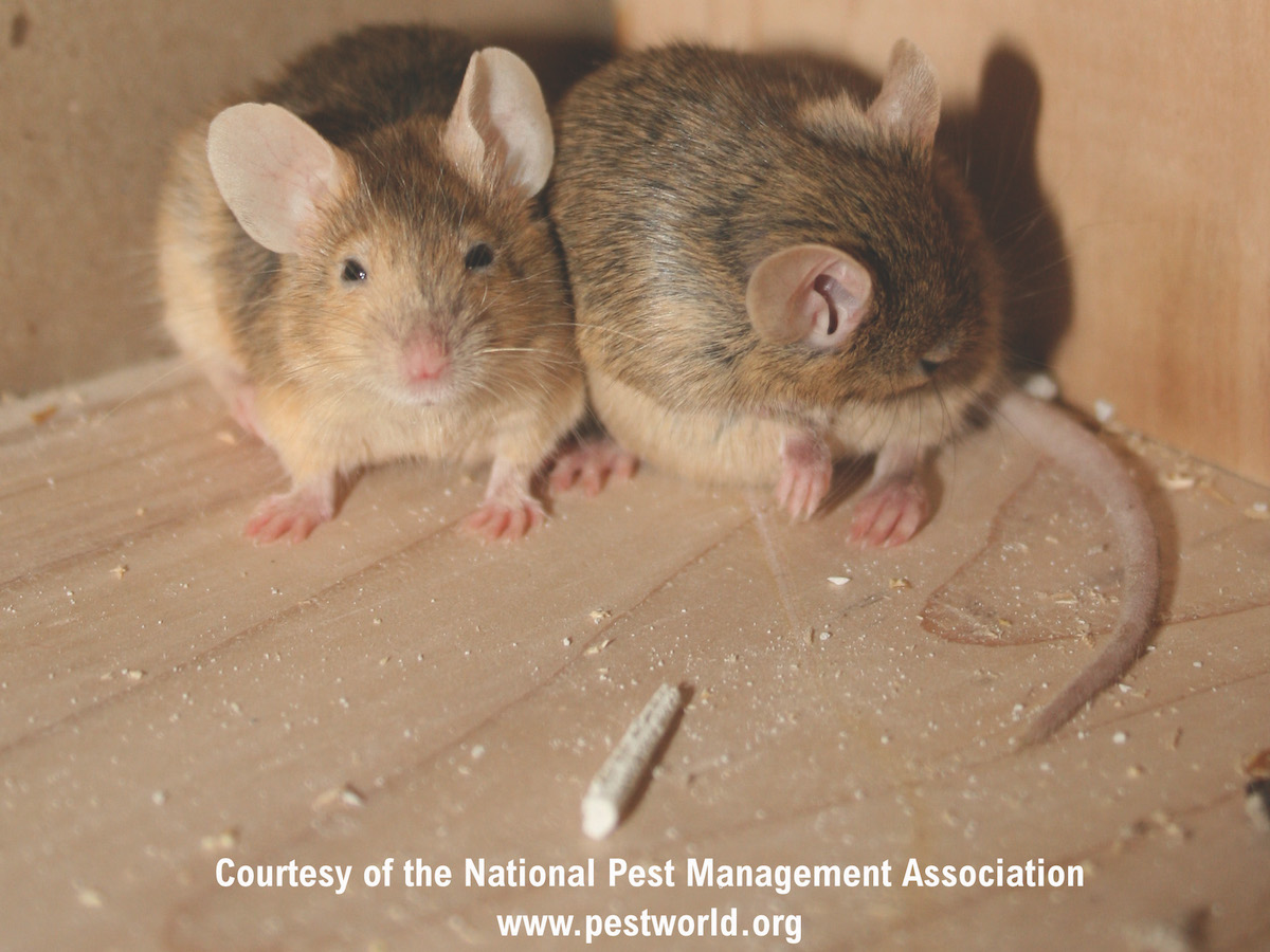 mouse pest control