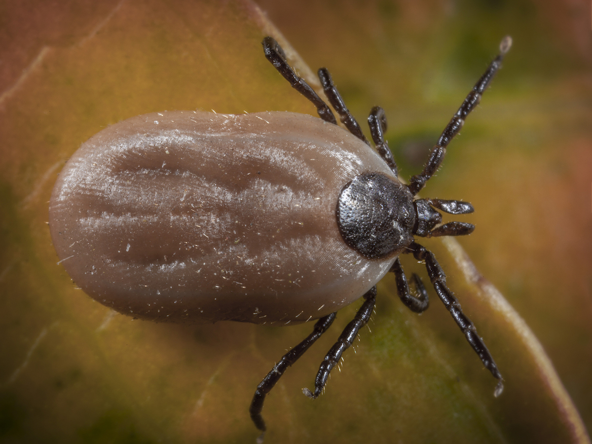 What Does a Tick Look Like? Tick Guide & Identification