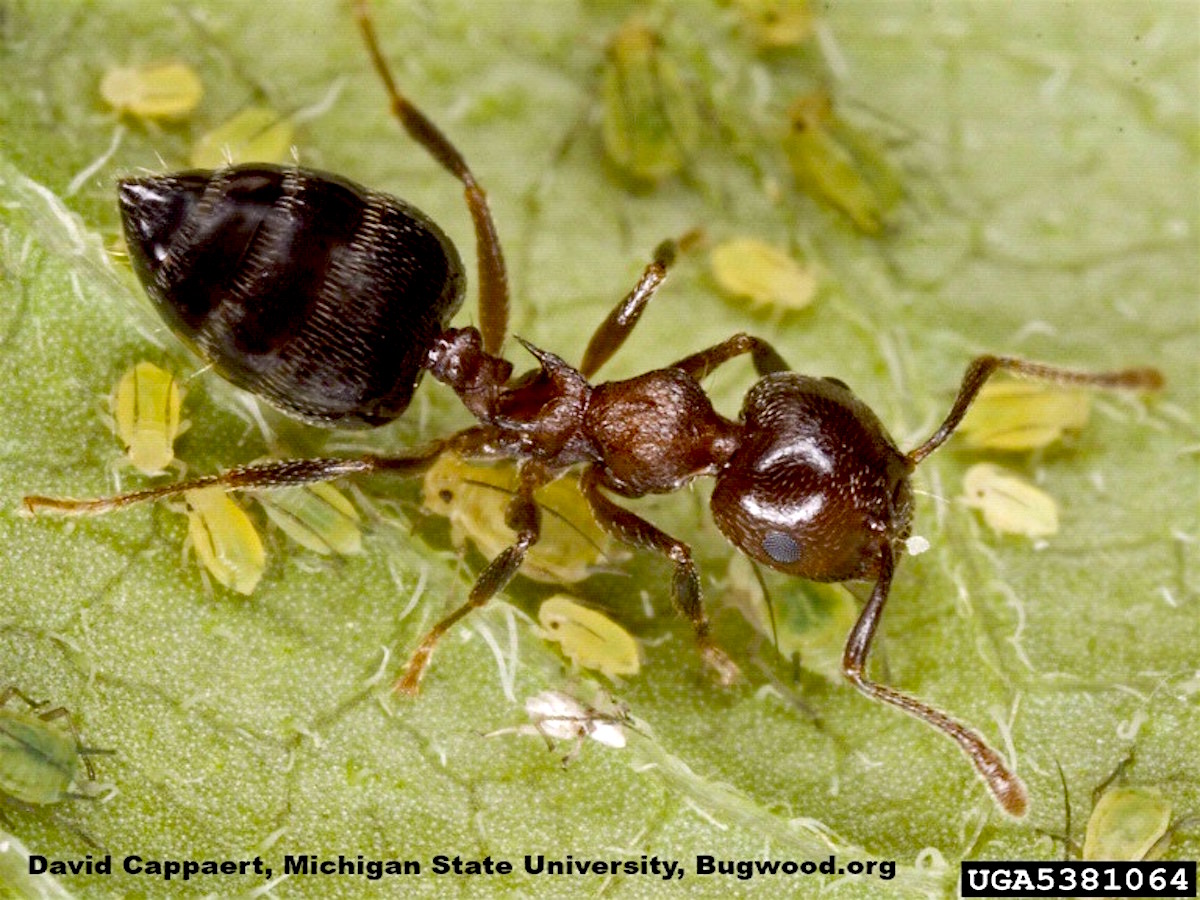 Acrobat Ant Control How To Get Rid Of Acrobat Ants