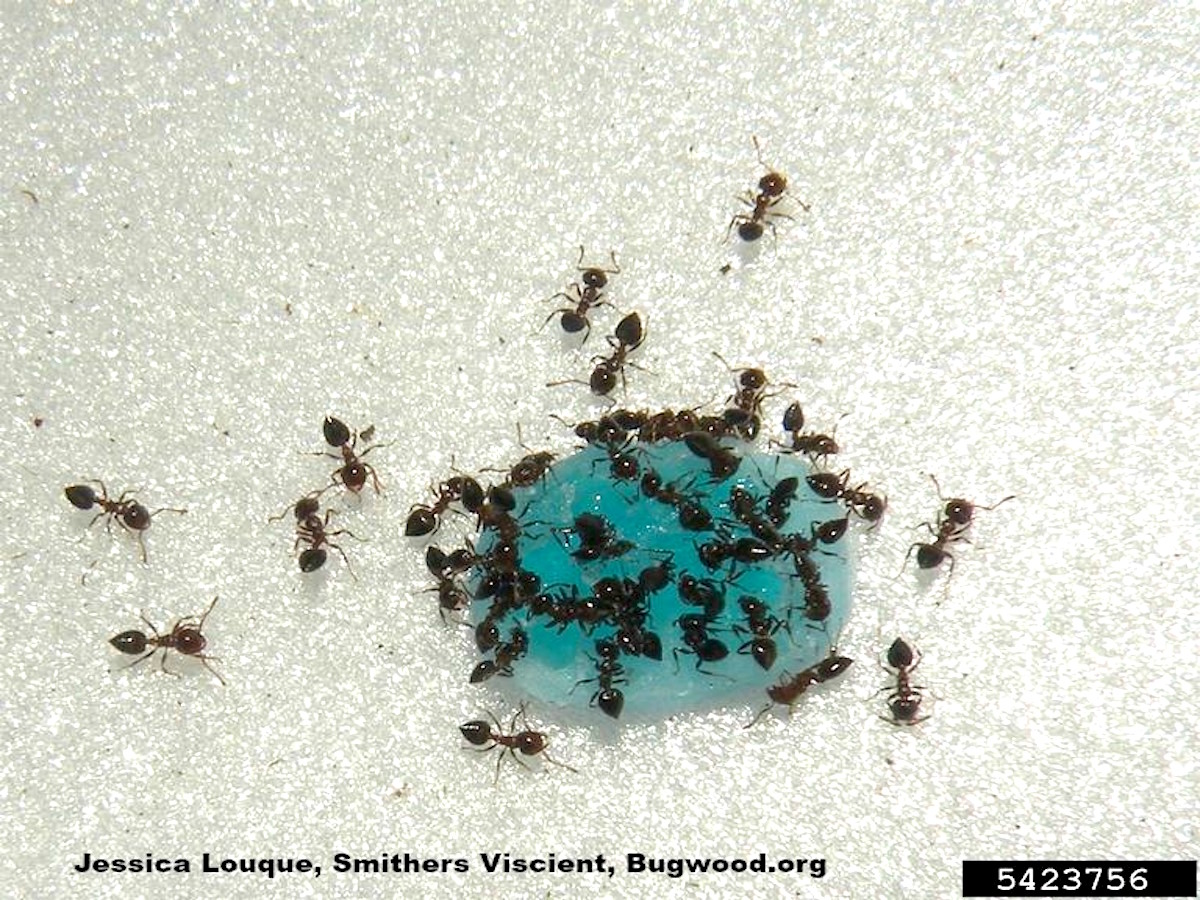 Acrobat Ant Control - How to Get Rid of Acrobat Ants