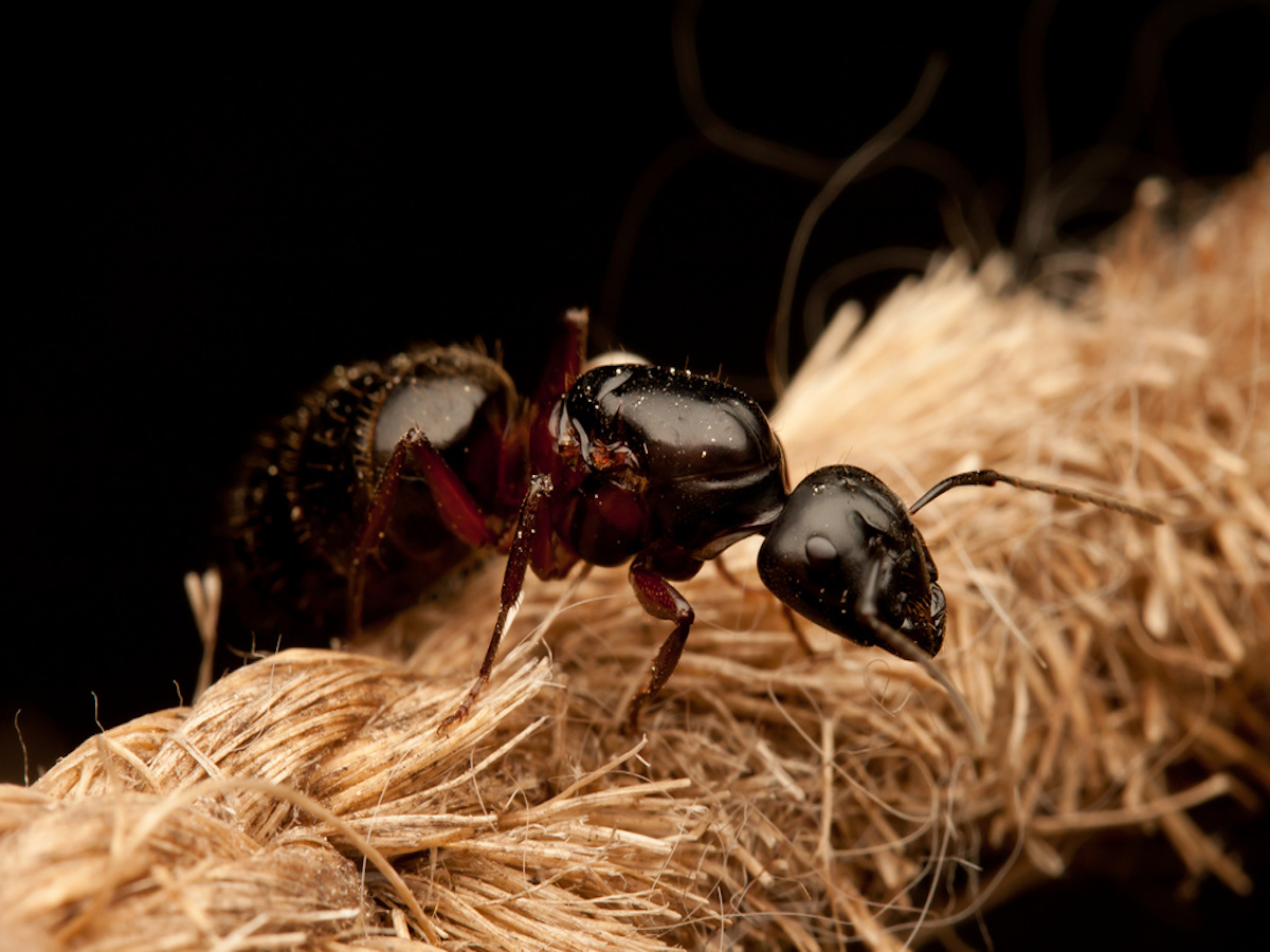 Signs of Carpenter Ants How to Get Rid of Carpenter Ants