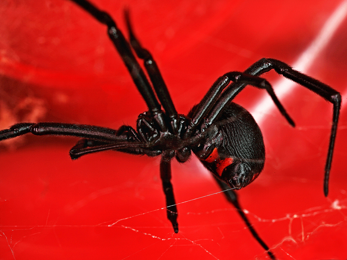 black widow spider wallpaper