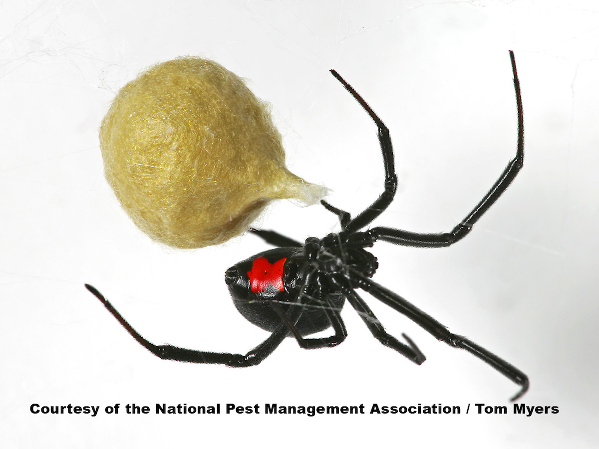female black widow spider