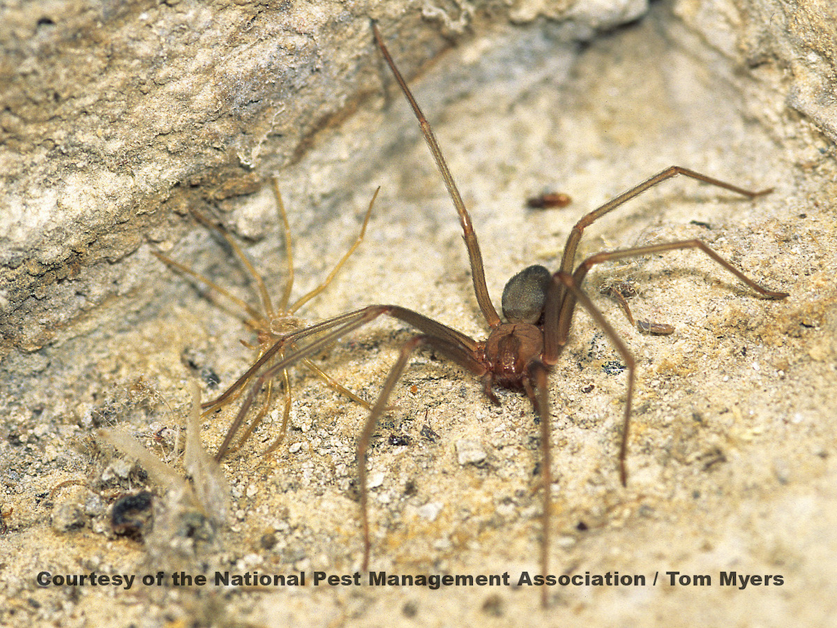 brown recluse spider identification
