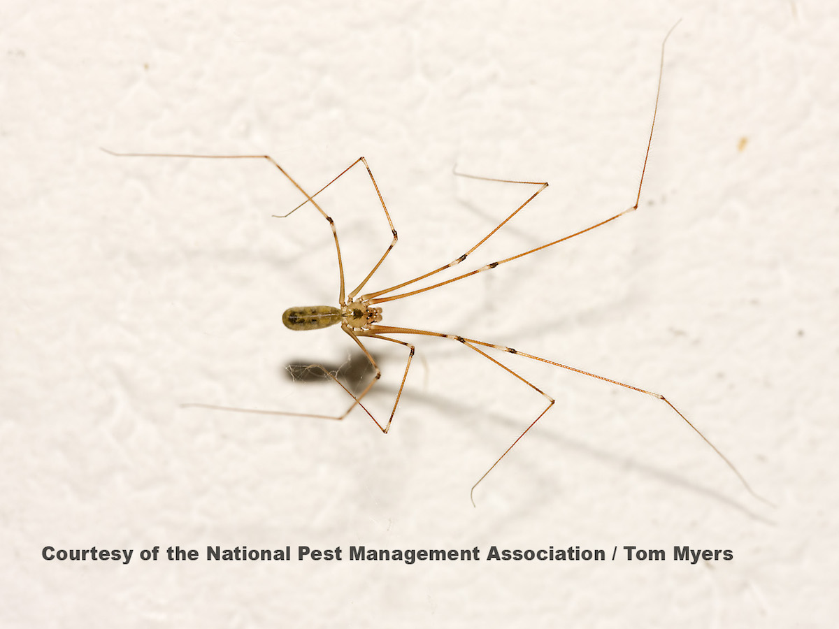 long bodied cellar spider texas