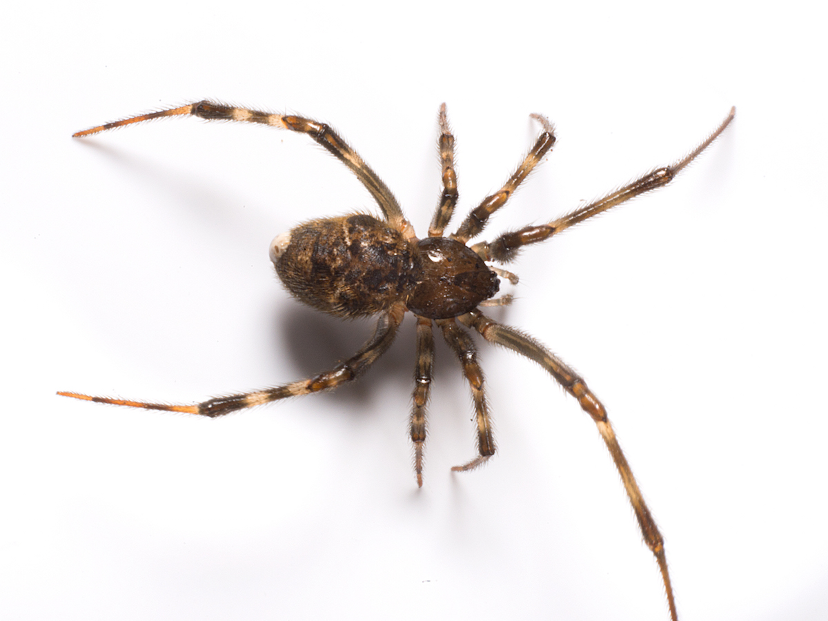 House Spider Bug 0765 