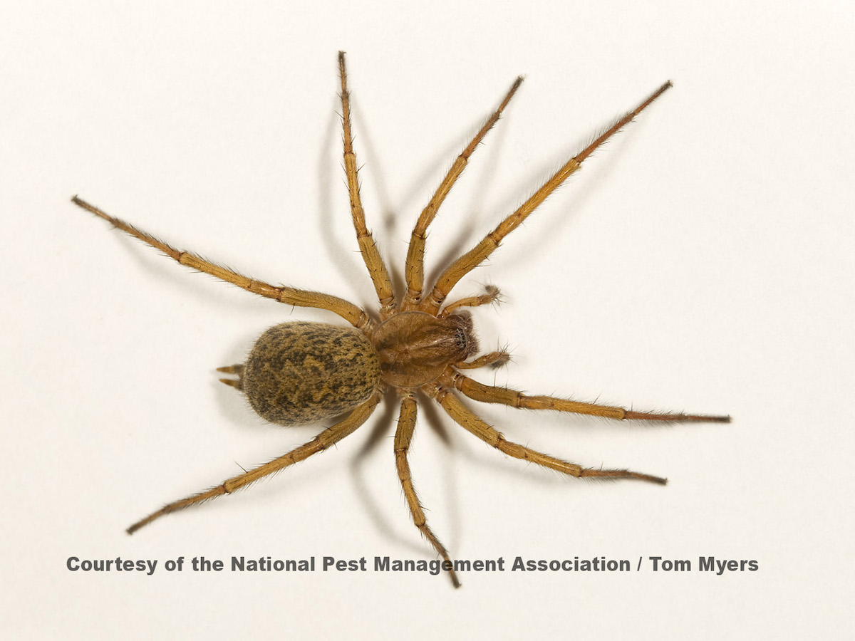 Facts about Hobo Spider Bite: Pictures, Symptoms, Stages, Treatment,  Prevention - Education Videos
