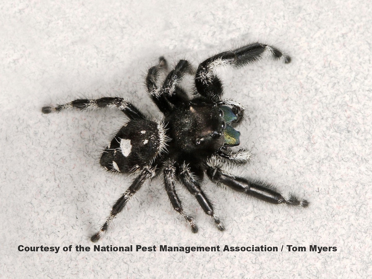 Are Jumping Spiders Poisonous? - Insectek Pest Solutions