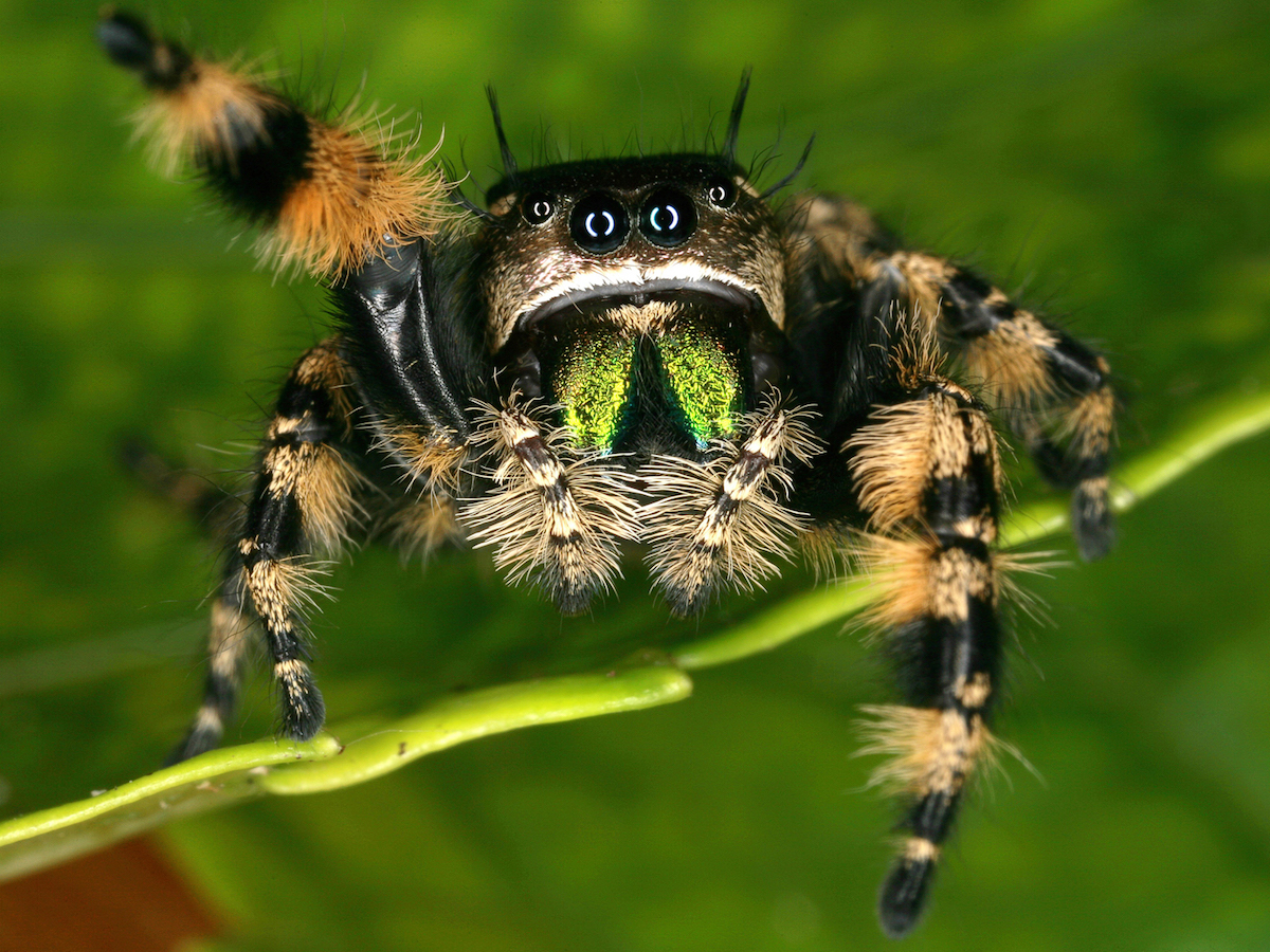 Spider Bite Prevention Tips From California Poison Control - L.A. Parent