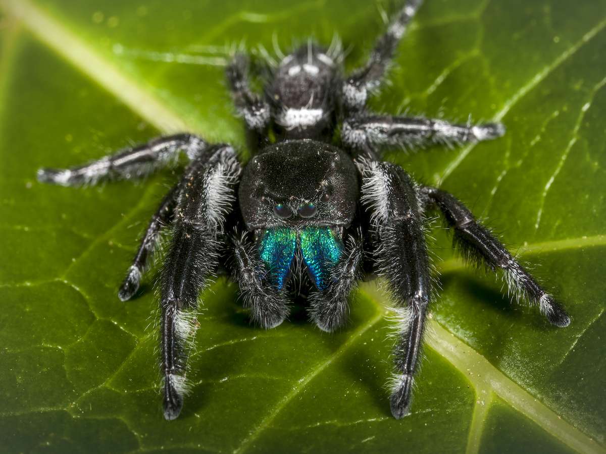What Does Jumping Spider Bites Look Like