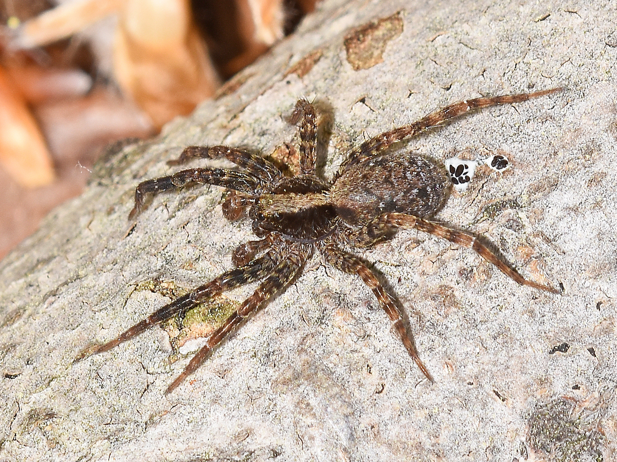How to Get Rid of Wolf Spiders: Insights for Effective Control - 0 Pest