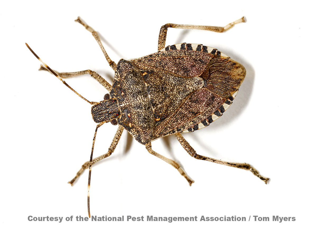 Brown Marmorated Stink Bug  L0o9225 