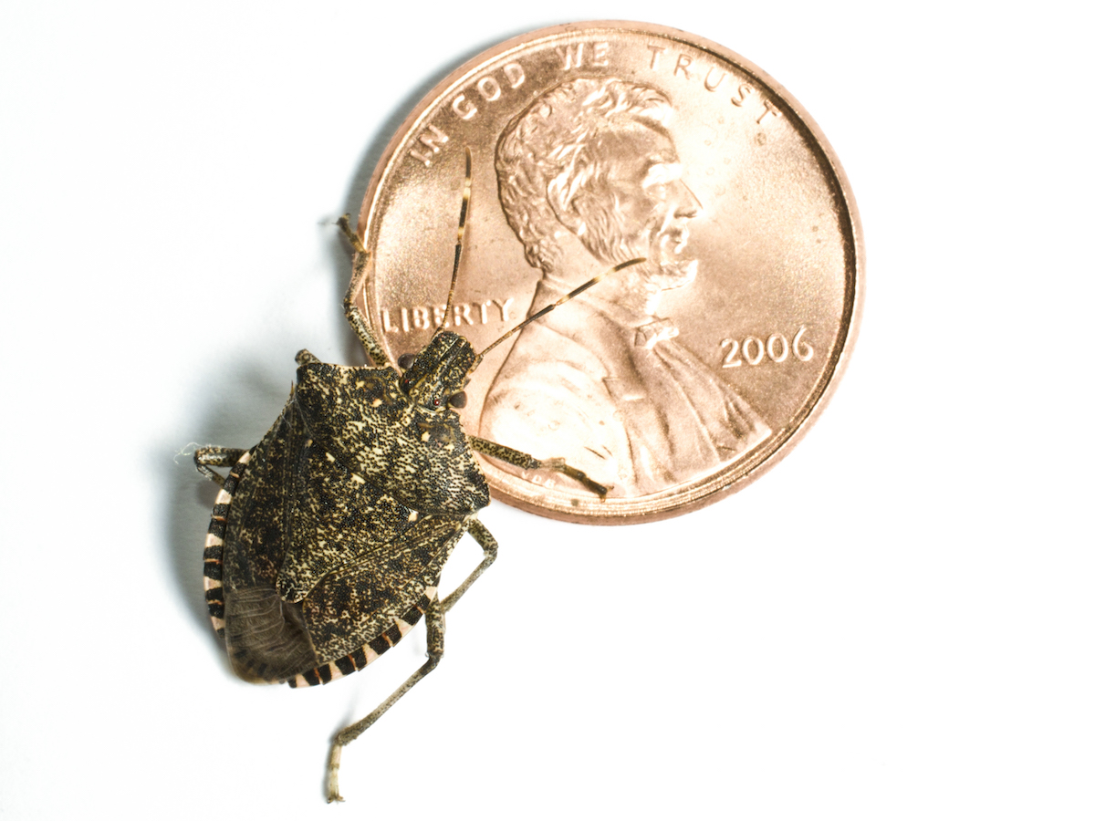 Difference Between Kissing Bug and Stink Bug