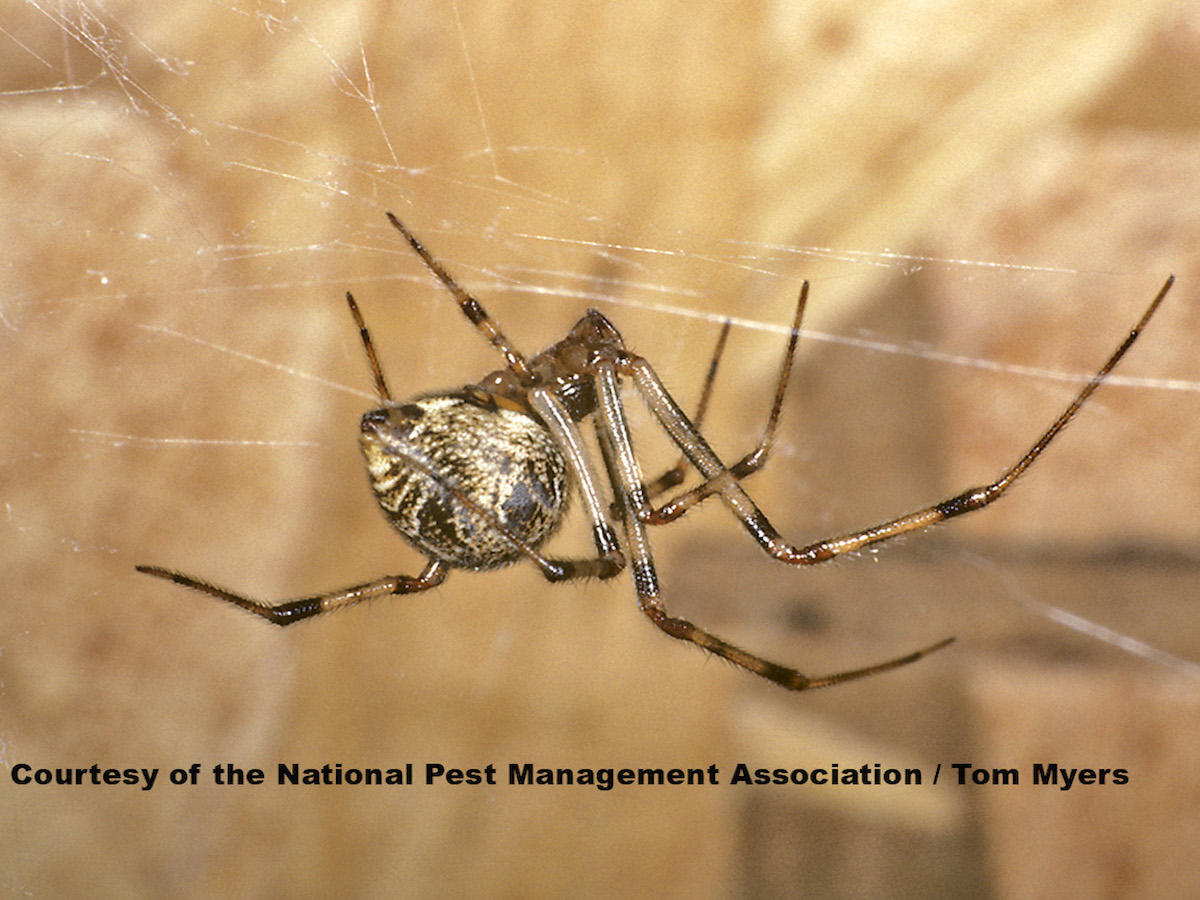 House Spider Extermination, Spider Identification