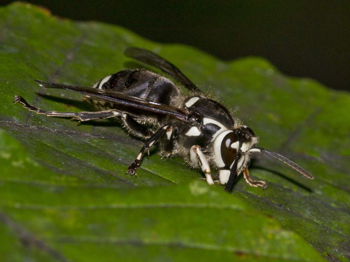 bald-faced hornet profile.jpg