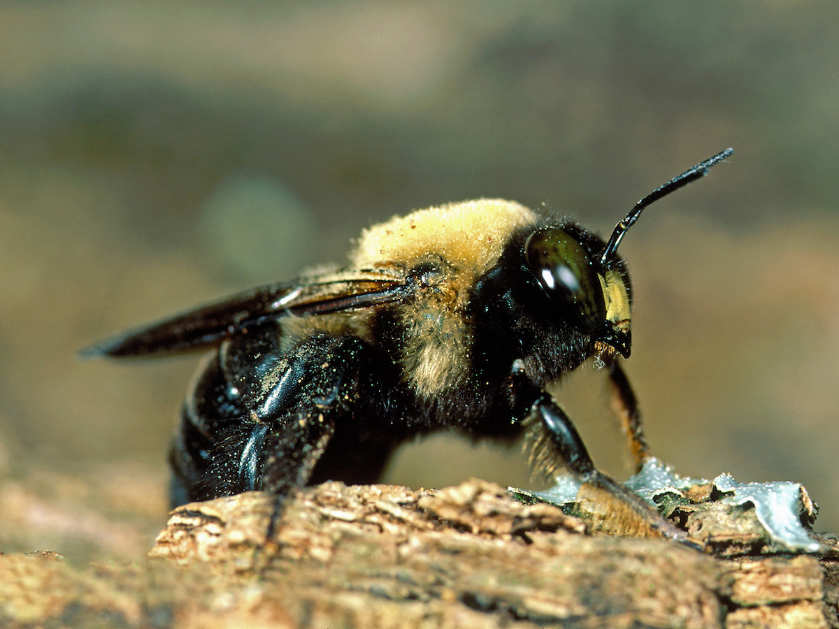 are carpenter bees dangerous to dogs