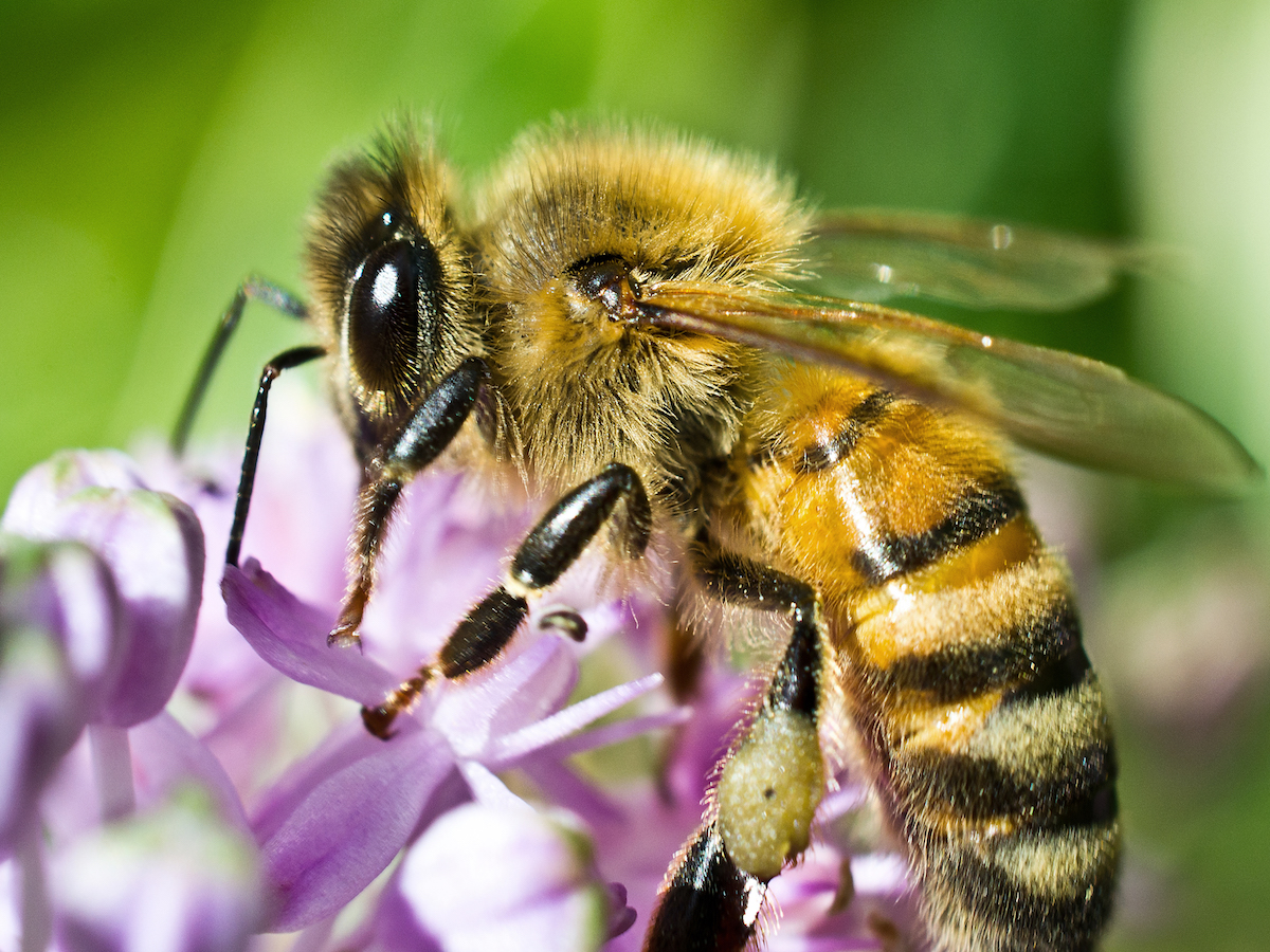 Africanized Honey Bee Identification & Behavior