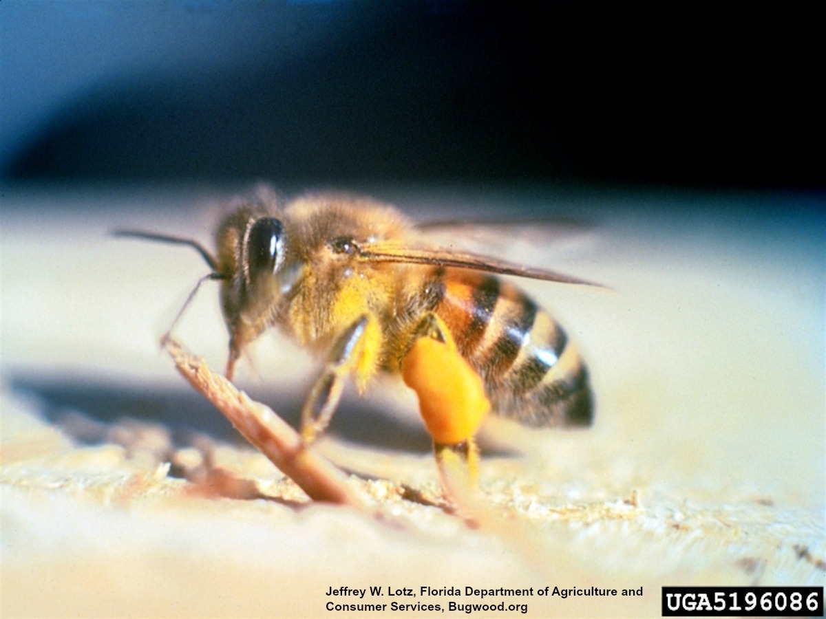 Are honey bees, wild bees still in trouble?