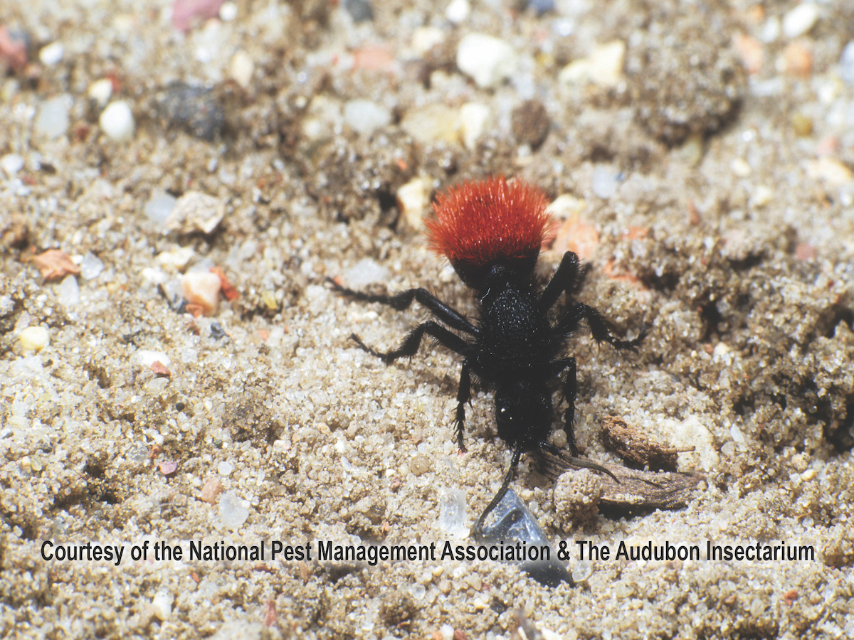 Red Velvet Ants And Cow Killer Ants Stinging Ant Profile