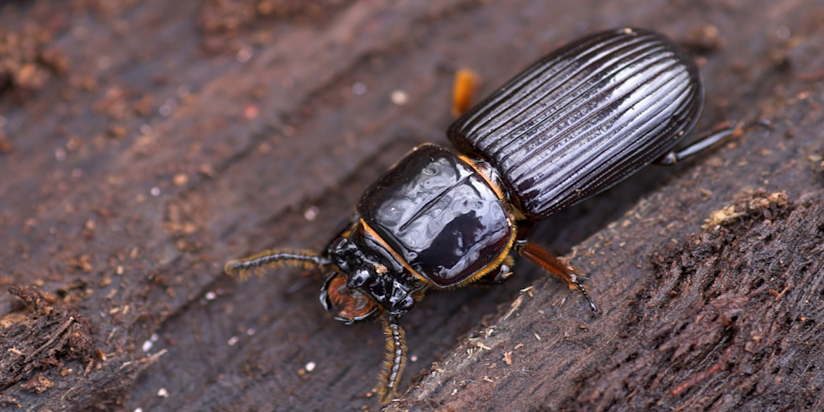 Varied Carpet Beetle Identification & Info  Bug Express - Pest Control and  Exterminator Services