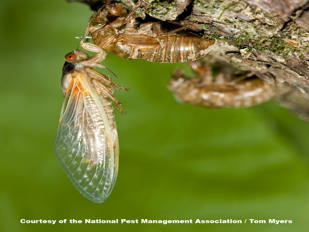 Periodical Cicadas 17 Year Cicada Facts & Information