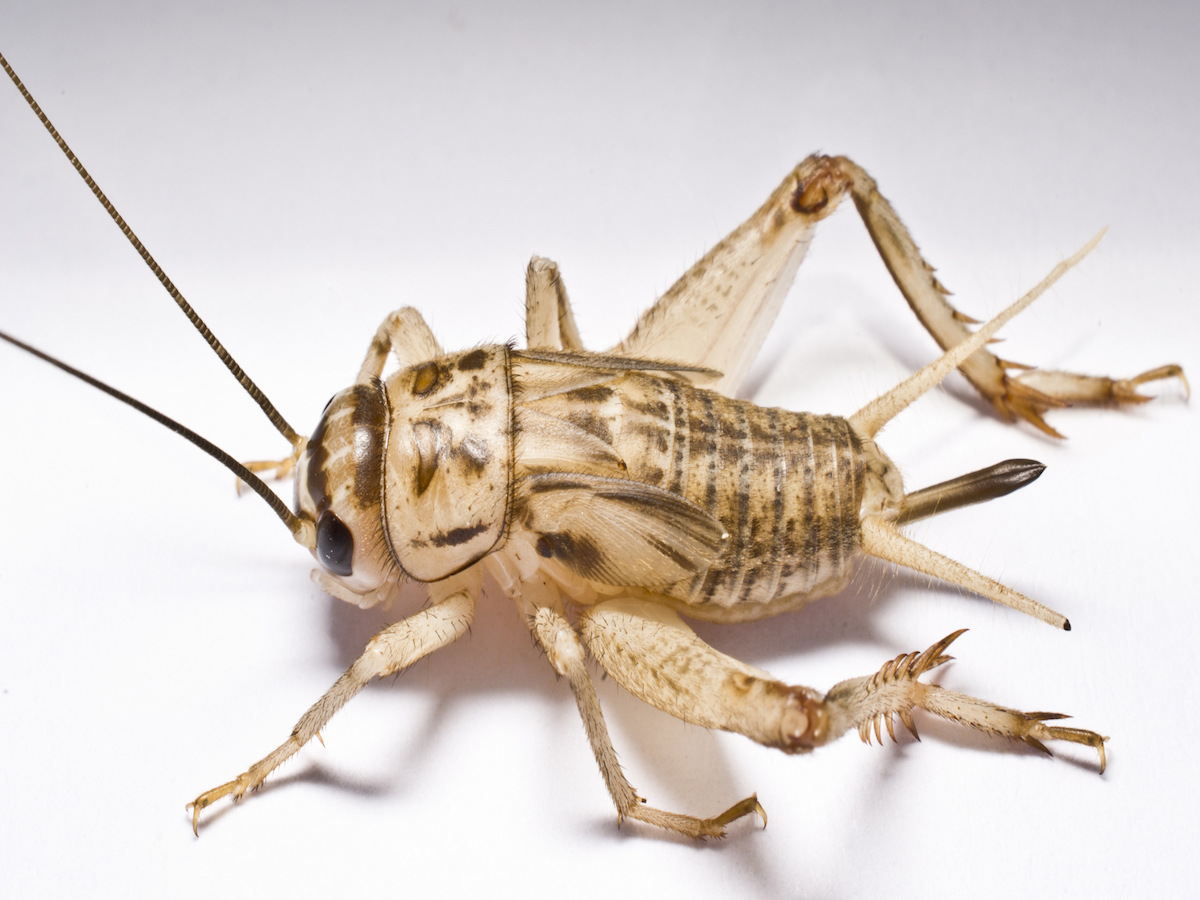 House Cricket Information - How to Get Rid of Crickets