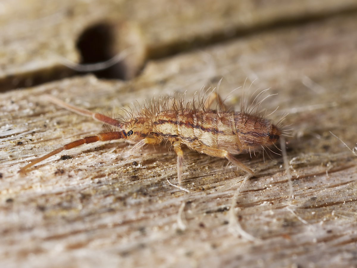 Springtails Exterminator - How To Identify & Get Rid Of Springtails