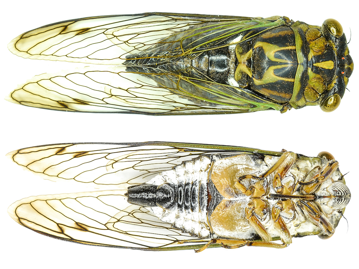 Periodical Cicadas 17 Year Cicada Facts And Information