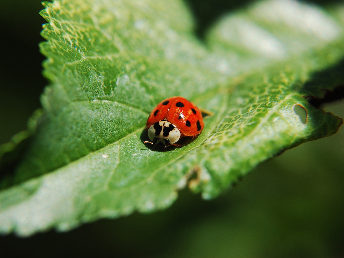 Why Do Ladybugs Have Spots?