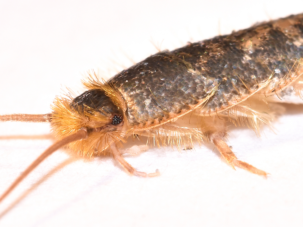 Silverfish: How to Identify, Control, and Get Rid of Them