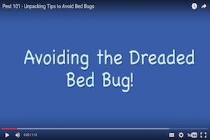 Where Do Bed Bugs Come From Identify Bed Bugs Info