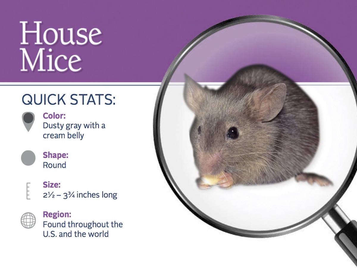 House Mice Pest Id Card Front 