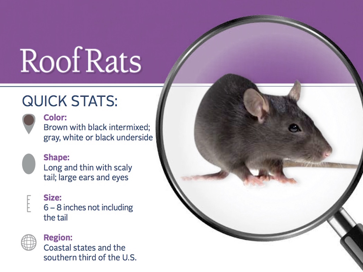 Roof Rats Information: Habits, Habitat & More on Roof Rats