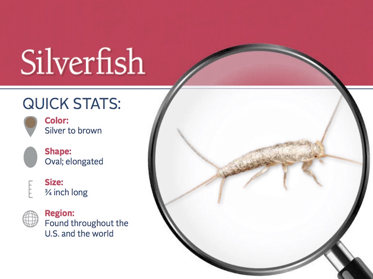 Silverfish Pest Id Card Front 