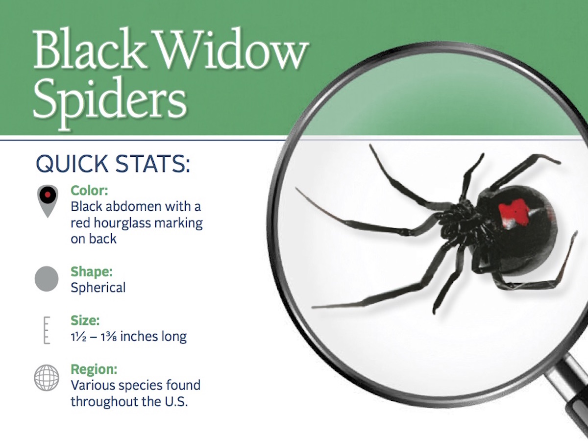 black widow spider habitat map