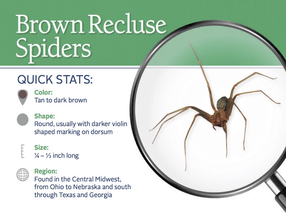 How Dangerous Is A Brown Recluse Spider Bite?