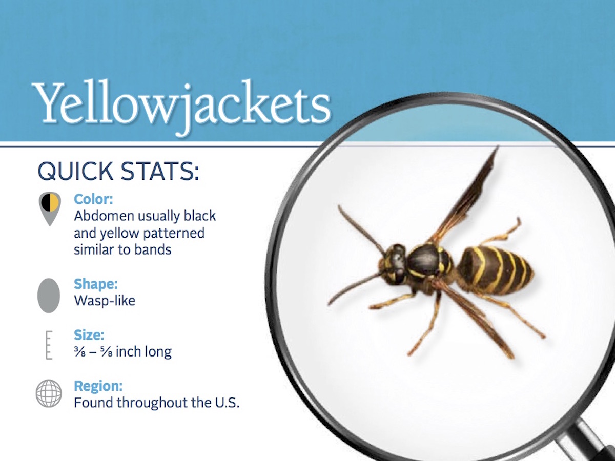 Yellow Jackets How To Get Rid Of Yellowjackets Stingers 