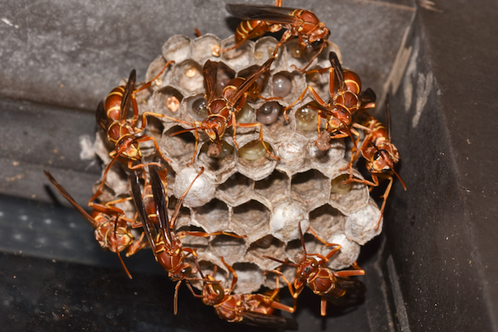 giant chinese hornet nest