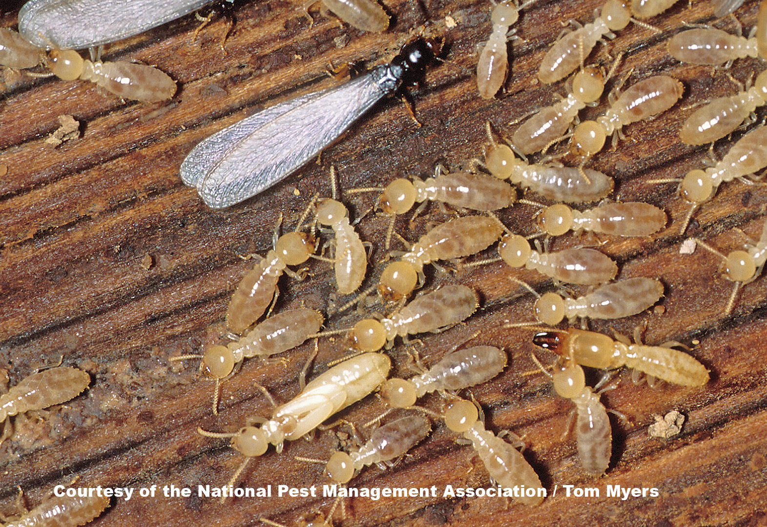 Heavy Termite Season In Southeast Us Identify Termites