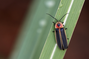 6 Things You Didn't Know About Lightning Bugs: Firefly Facts