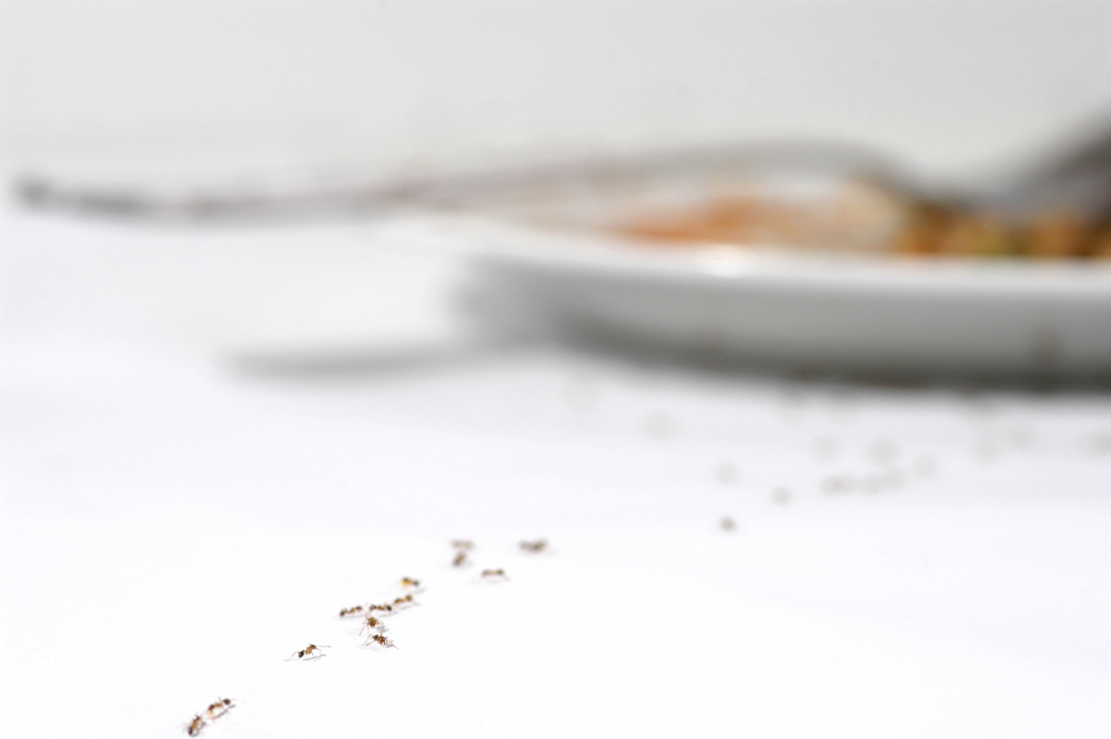 identify tiny bugs around kitchen sink