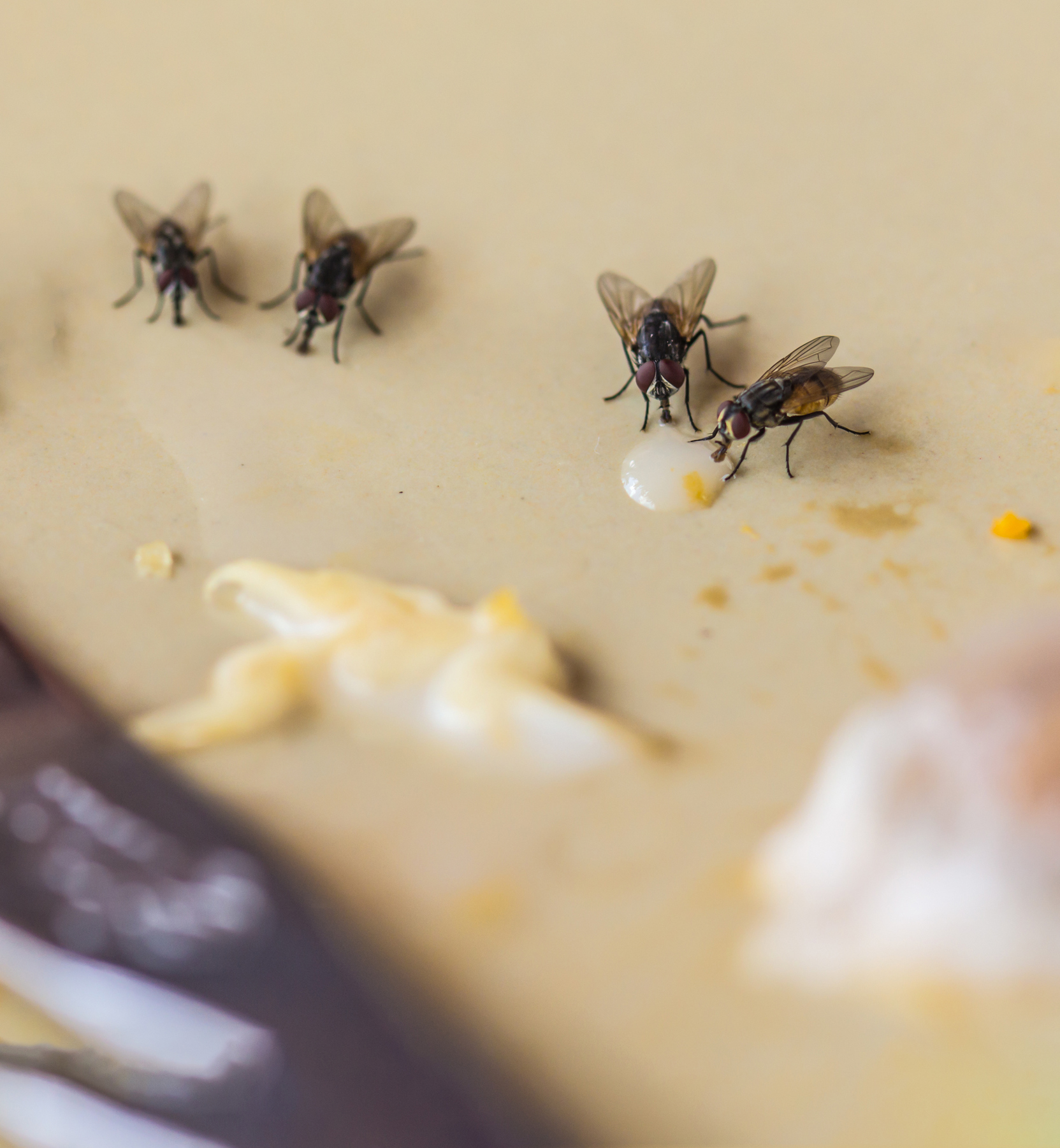 Get Rid of House Flies: House Fly Control Information