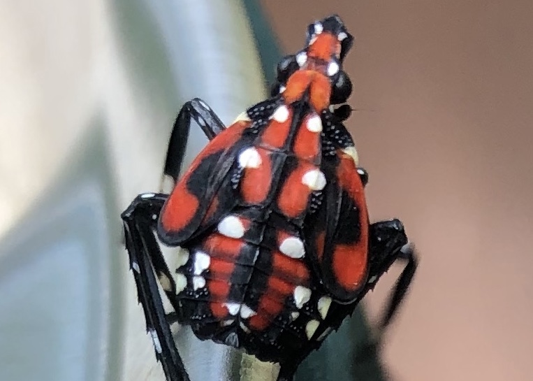Pest Identification Guide For Lady Bugs In NY & CT