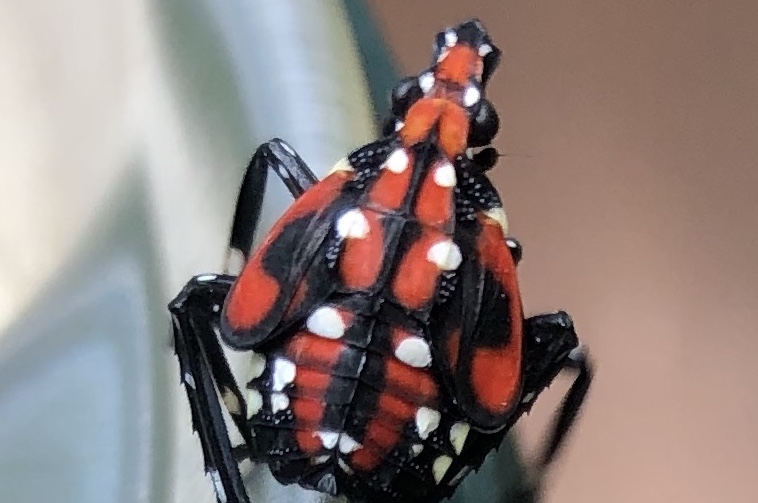 Spotted Lanternfly.jpg (1)