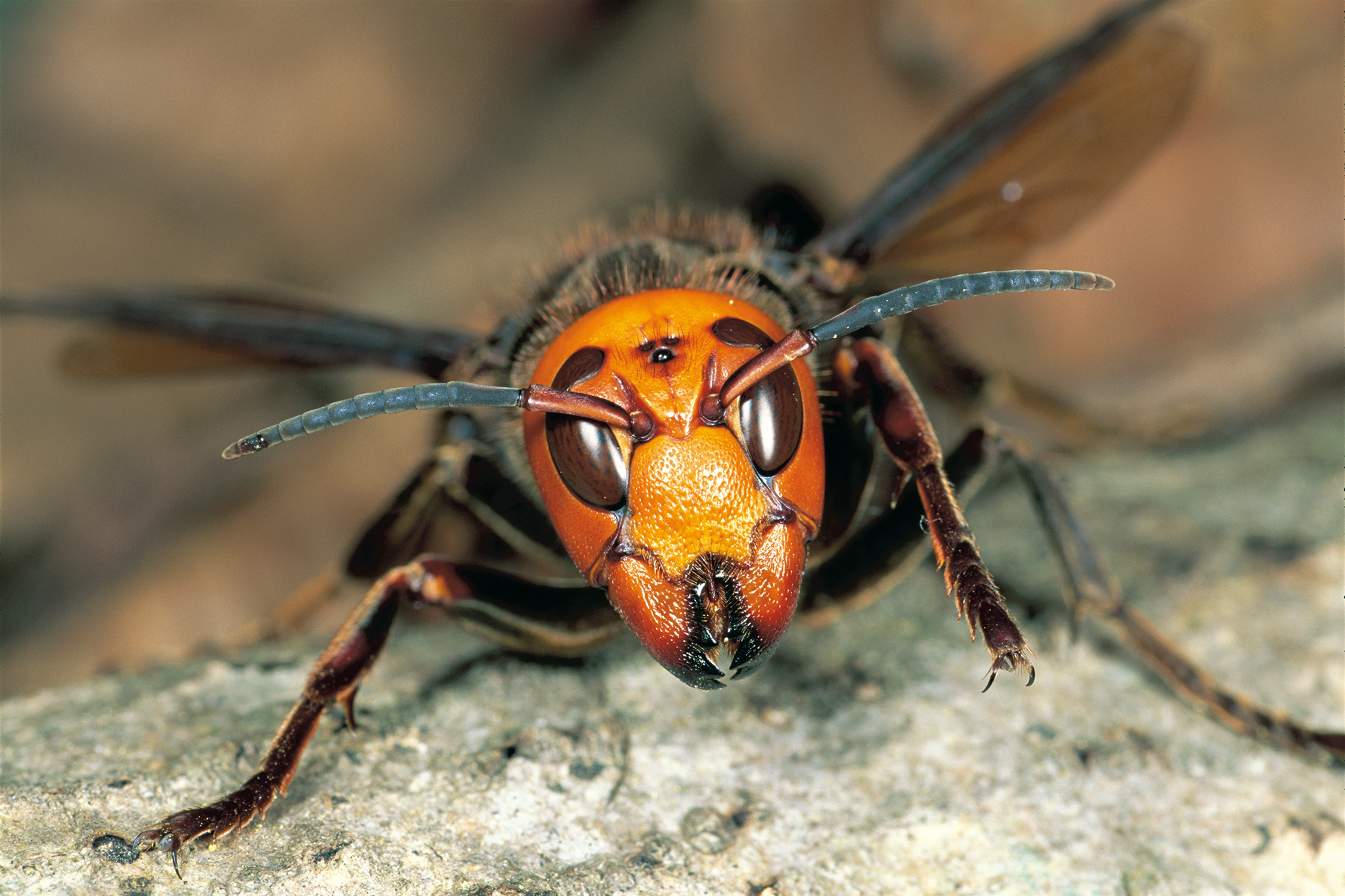 Asian Giant Hornet: Size, Sting, Nest & More Information