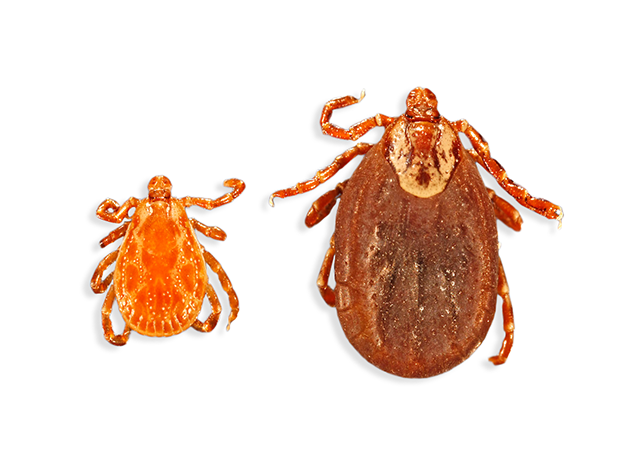 are dog ticks dangerous to humans